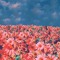offcolor