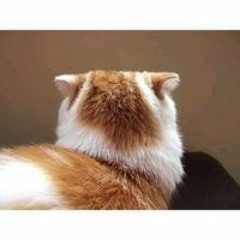 Đặng Ngọc Nhất