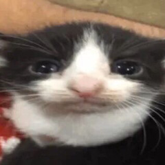 con méo