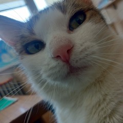 Robko
