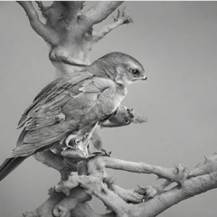 Sugi