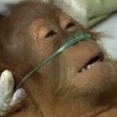 블리블리조블리