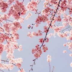 flowermeowmeow🌸
