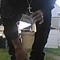 Dravon L Perseonia