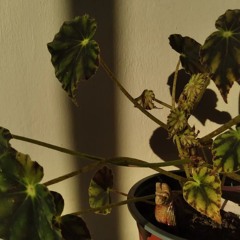 🌿ִֶָ  ˓ ✹ ִֶָ  ࣪