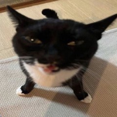 Ele