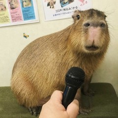 Capy entusiast