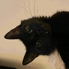 zozo