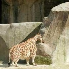 raymus