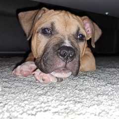 een knakworst is lekker