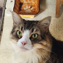 Roomate (half)