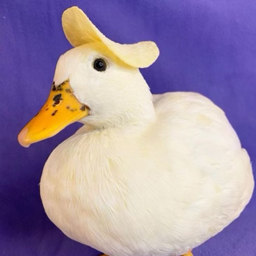 ducke’s avatar