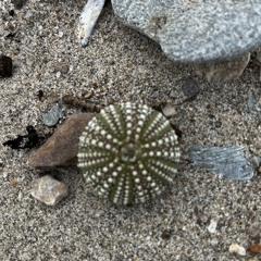WeeSeaShell