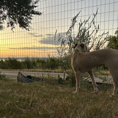 YellaDog1836
