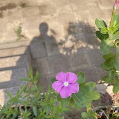 نَدىٰ البِنْدارى