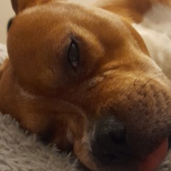 bruno