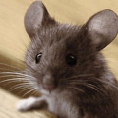 The therian rat