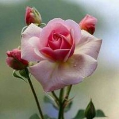 عايده عايده