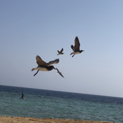 اردت ان اكون انا