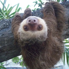 Tohlmayer Feri bácsi