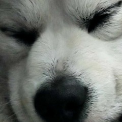 Sói