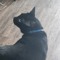 dodgecataccount