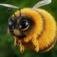 BigBuzzBees