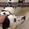 Big Salami Slopper