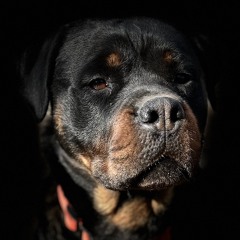 Сергій Якимчук