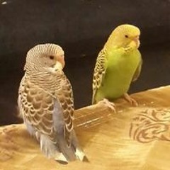حياة حياة نسرين نسرين