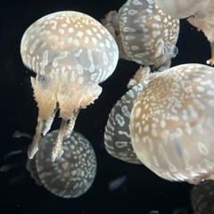 つちや