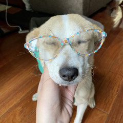 tuti