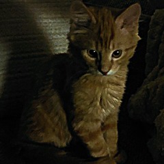 Riki