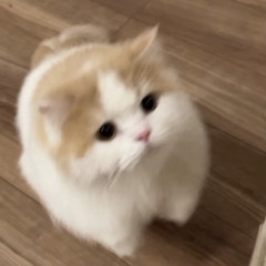 Catty😺