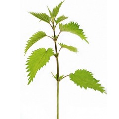 Bad Seed
