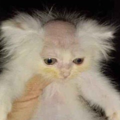 ArtsOfKitkat69