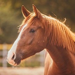 Friendly Horse