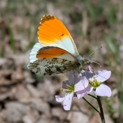 Butterfly Guy