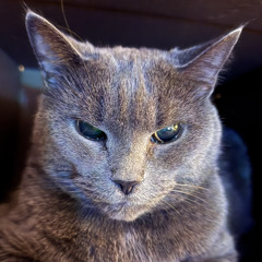 Raphael Ludovic Dion