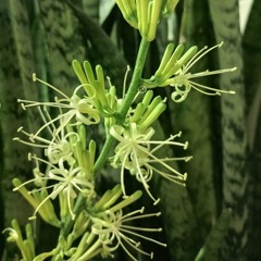 Anahau