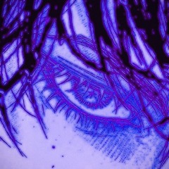 eyes can't tell