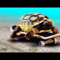 Turtlezrcool72
