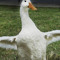 Vynduck 2