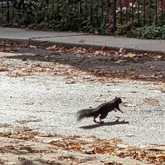 Chasing Squirrels