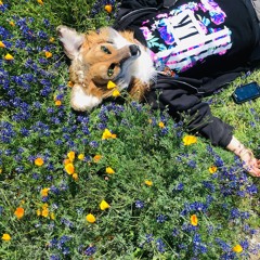 Cosmo Coyote