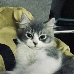Sasqia Adinda Harwika