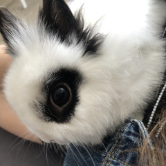 Ola