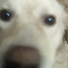 Sommo