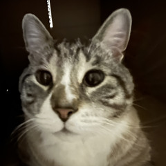 bradyFatCat