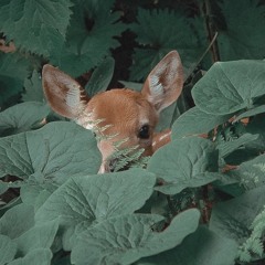 Dark Bambi